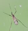 Ormosia sp.